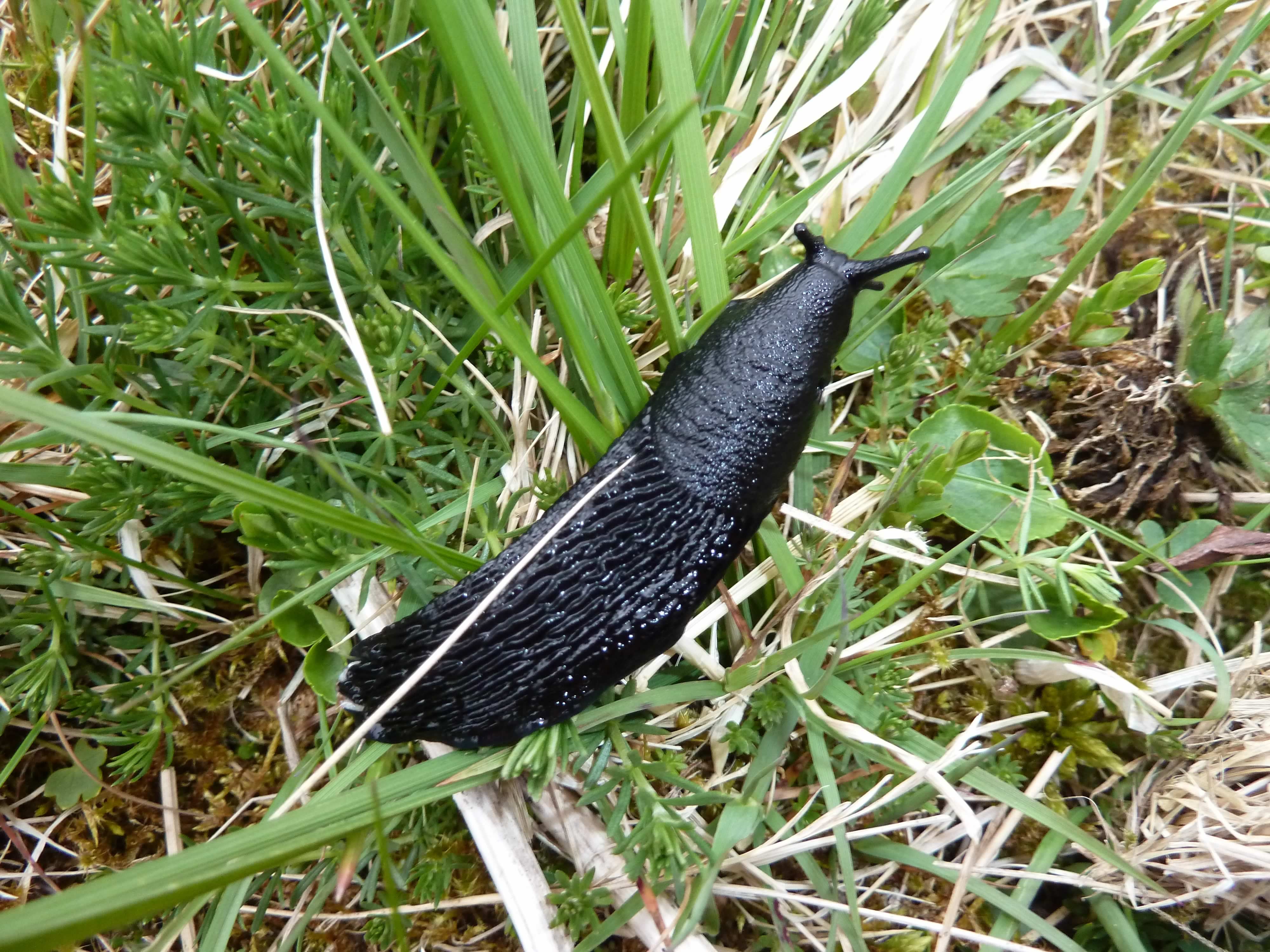 P1070264