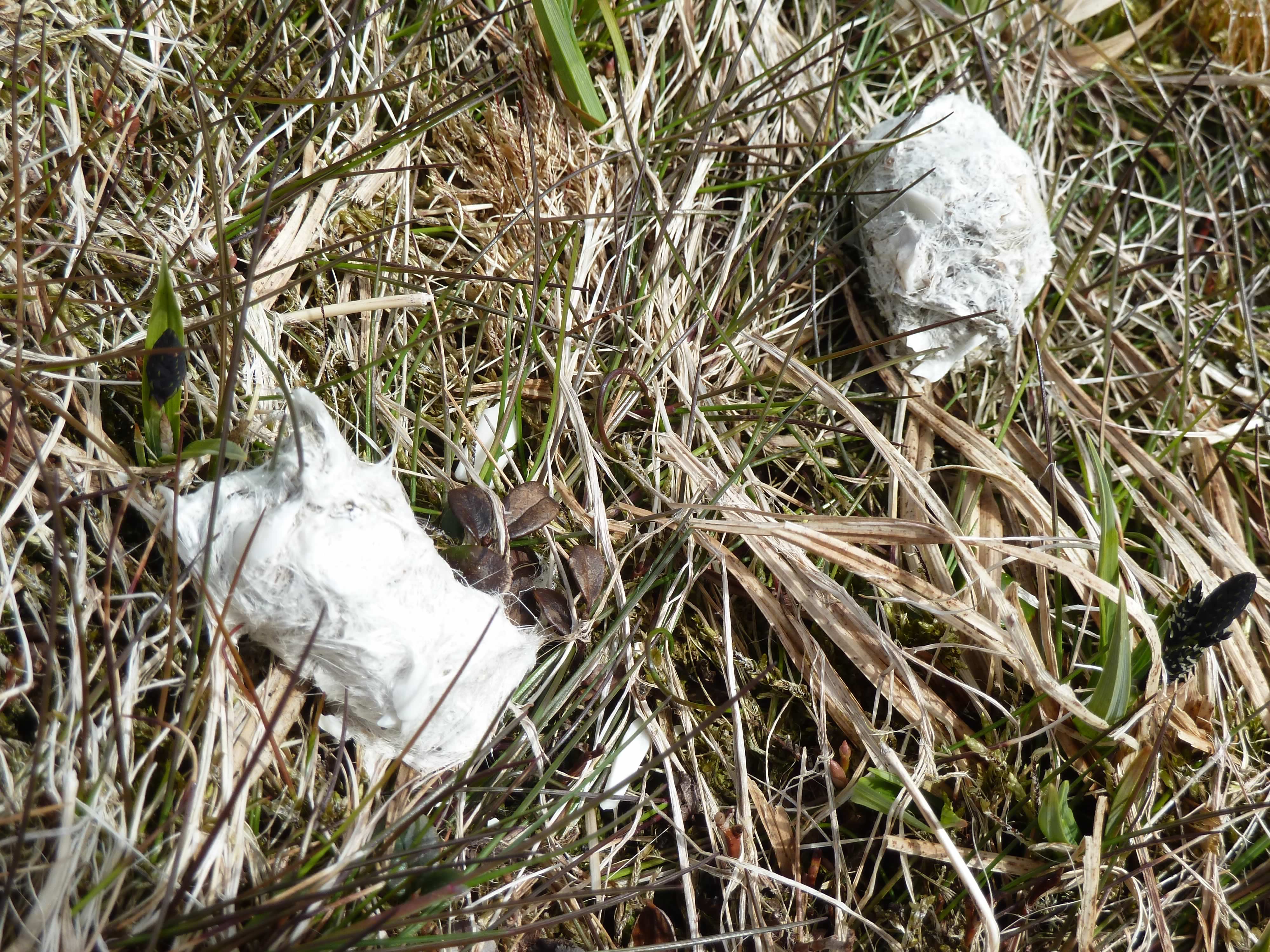 P1070286